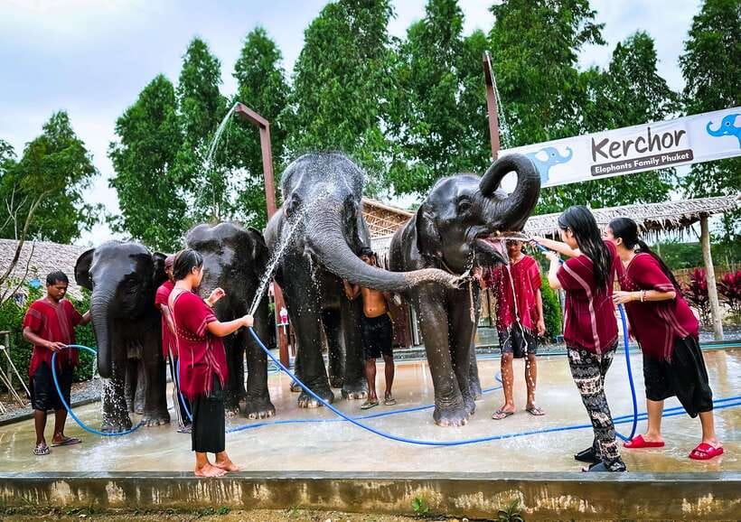 Phuket : Experience feeding and bathing elephants 1.5 Hrs. - Who should book this elephant day, and who should think twice