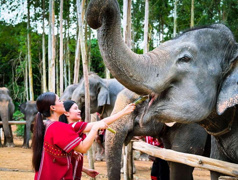 Phuket : Experience feeding and bathing elephants 1.5 Hrs. - From the hotel to Kerchor Elephant Family Phuket in one smooth run