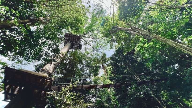 Phuket: Flying Hanuman Zipline Adventure - Views You’ll Actually Notice From the Canopy