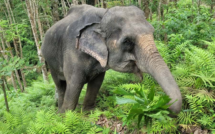 Phuket: Full-Day Elephant Explorer at Phuket Elephant Care - Phuket Elephant Care: what you’re really buying into