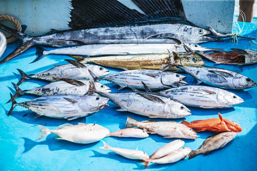 Phuket: Game Fishing and Trolling Boat Trip with Lunch - Who should book this Phuket fishing and Racha Yai trip