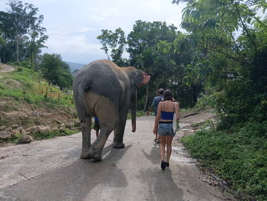 Phuket: Guided Tour to Elephant Sanctuary & Hotel Transfer - Key highlights that matter before you go