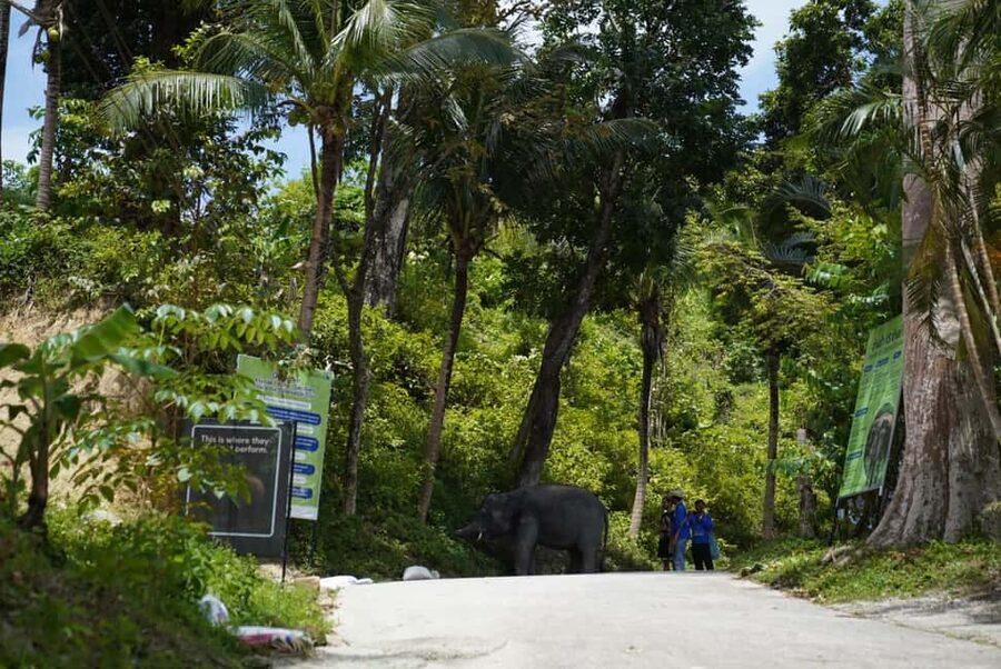 Phuket: Guided Tour to Elephant Sanctuary & Hotel Transfer - The elephant ethics check: roaming, choice, and low-pressure contact