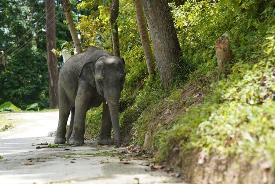 Phuket: Guided Tour to Elephant Sanctuary & Hotel Transfer - Price and value: is $38 a good deal here?