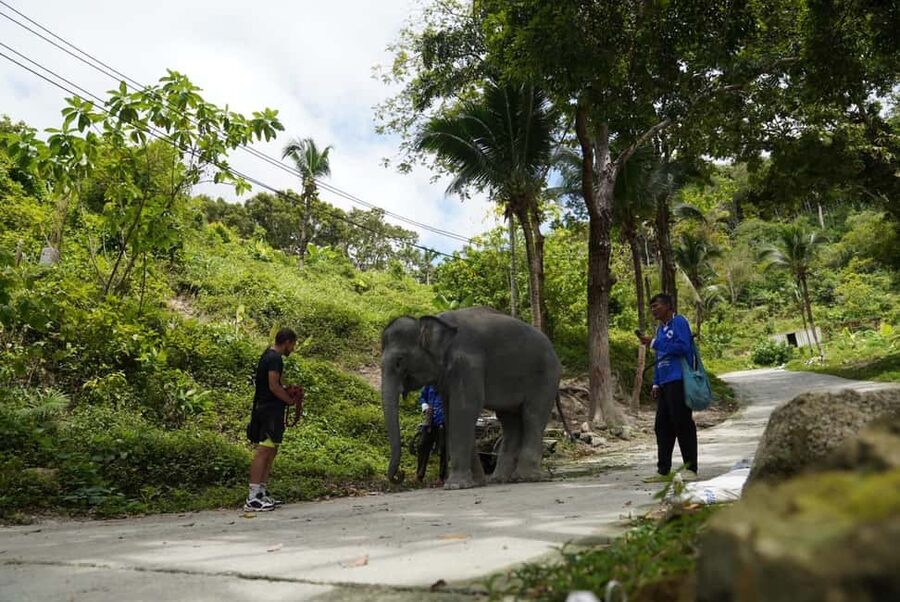 Phuket: Guided Tour to Elephant Sanctuary & Hotel Transfer - Who should book this, and who should think twice
