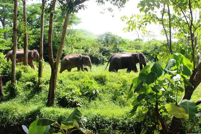 Phuket Guided Tour to Elephant Sanctuary with Hotel Transfers - Key highlights you’ll care about
