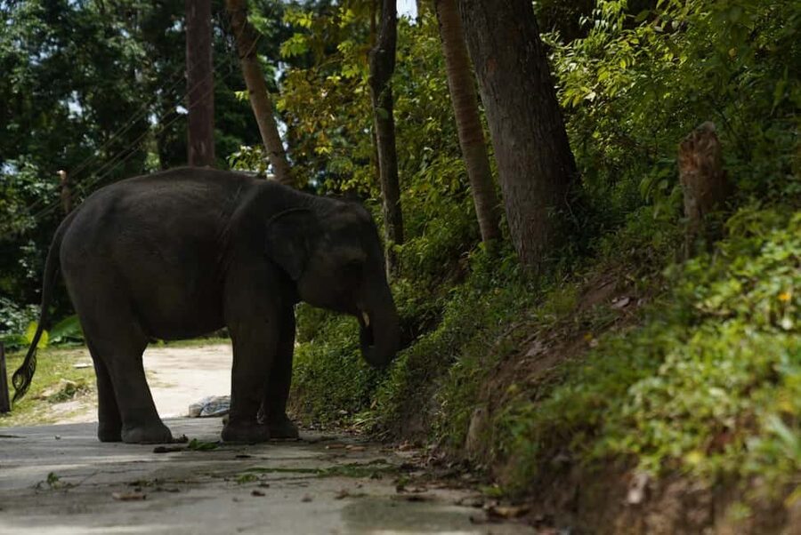 Phuket : Guided Tour to Elephant Sanctuary with Transfers - The calm elephant time: relaxing, meeting other elephants, and soaking it in