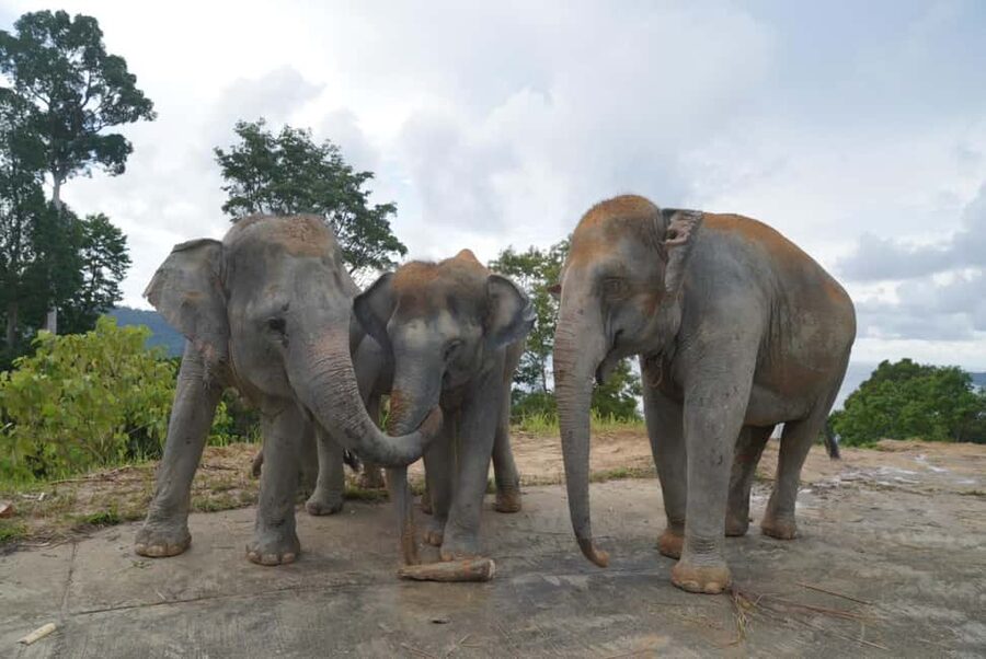 Phuket: Guided Walk Tour to Elephant Sanctuary with Transfer - Who This Experience Fits (and Who Should Skip It)