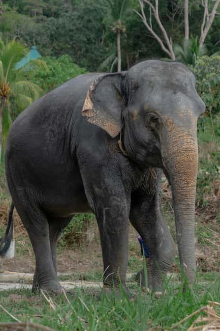 Phuket: Guided Walk Tour to Elephant Sanctuary with Transfer - Starting With Elephant Background and Daily Life Lessons