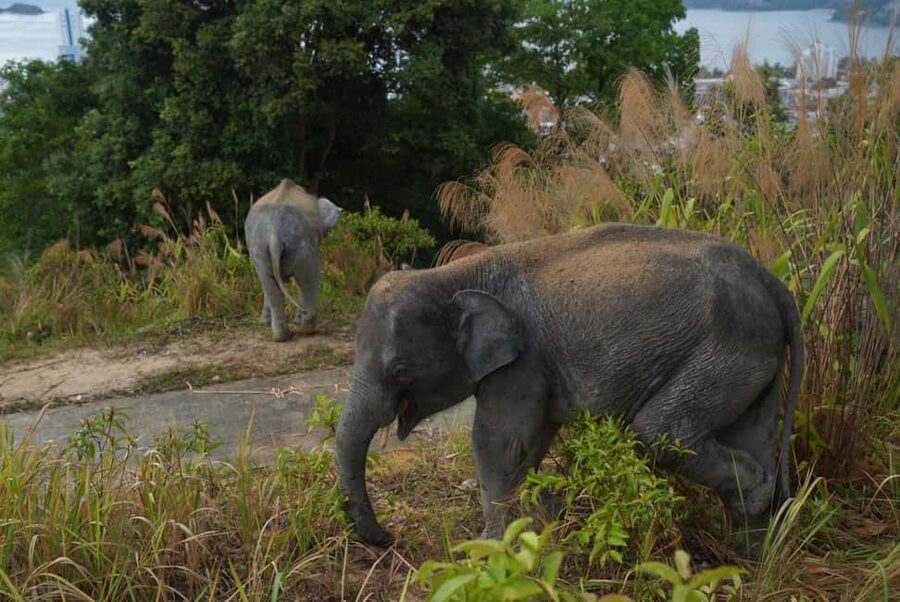 Phuket: Guided Walk Tour to Elephant Sanctuary with Transfer - Hillside Habitat Viewing and the Social Side of Elephant Life
