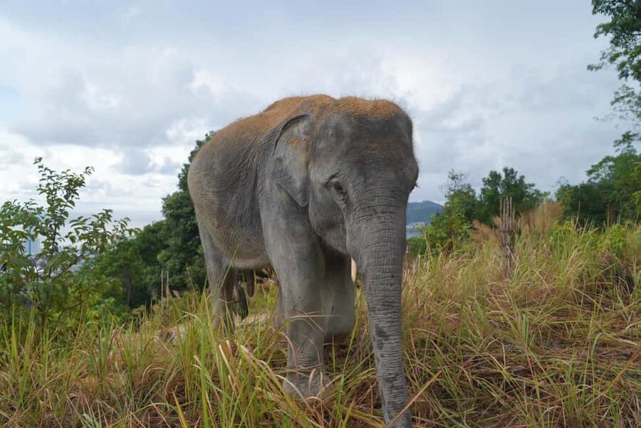 Phuket: Guided Walk Tour to Elephant Sanctuary with Transfer - Hand-Feeding at the End: Responsible Contact With Treats