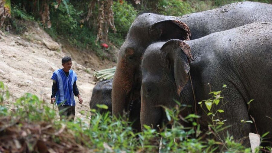 Phuket: Guided Walk Tour to Elephant Sanctuary with Transfer - Price and Value: Is This Phuket Elephant Walk Worth $51?