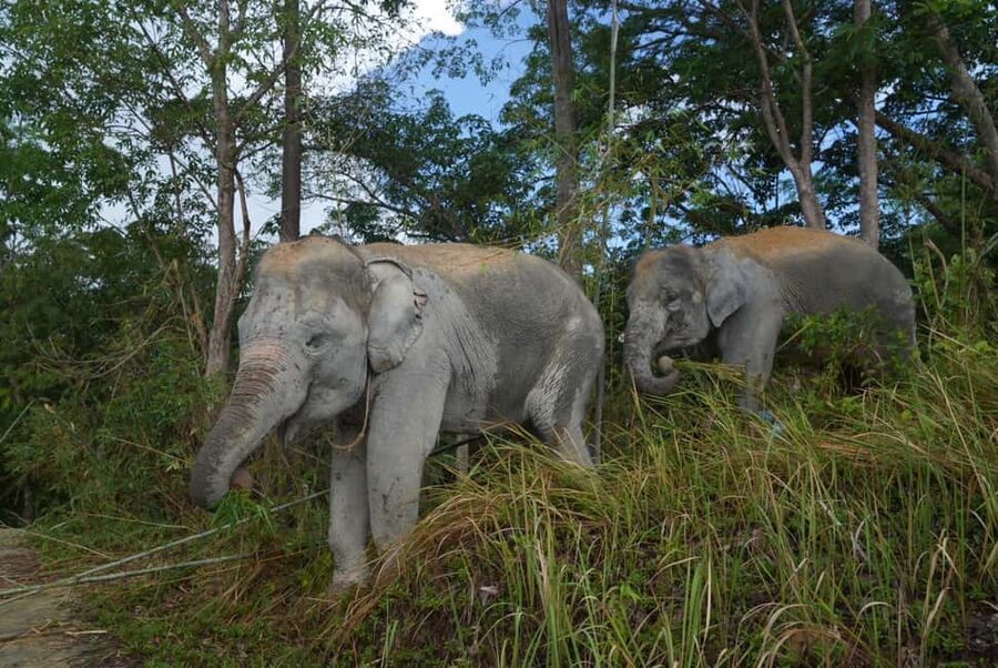 Phuket: Guided Walk Tour to Elephant Sanctuary with Transfer - What to Pack and What Rules to Follow