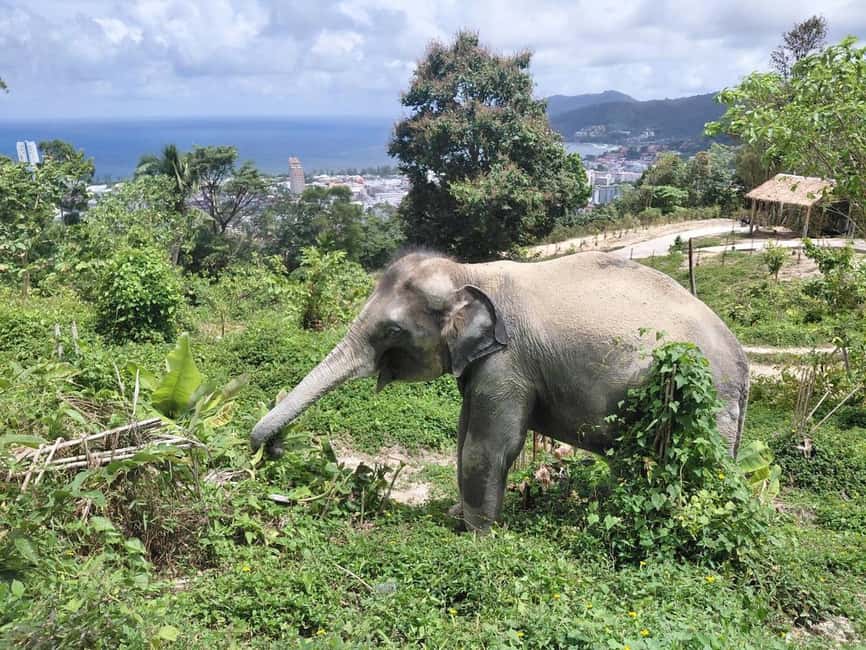 Phuket: Guided Walk Tour to Elephant Sanctuary with Transfer - Getting There: Hotel Pickup, Van Ride, and Drop-Off Rhythm