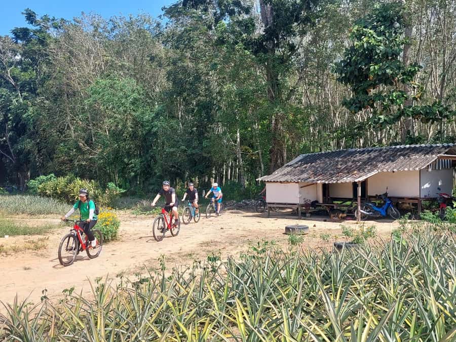 Phuket: Half-Day Countryside Cycling Tour with Lunch - Pineapple fields, plantations, and the smooth ride toward Laem Sai