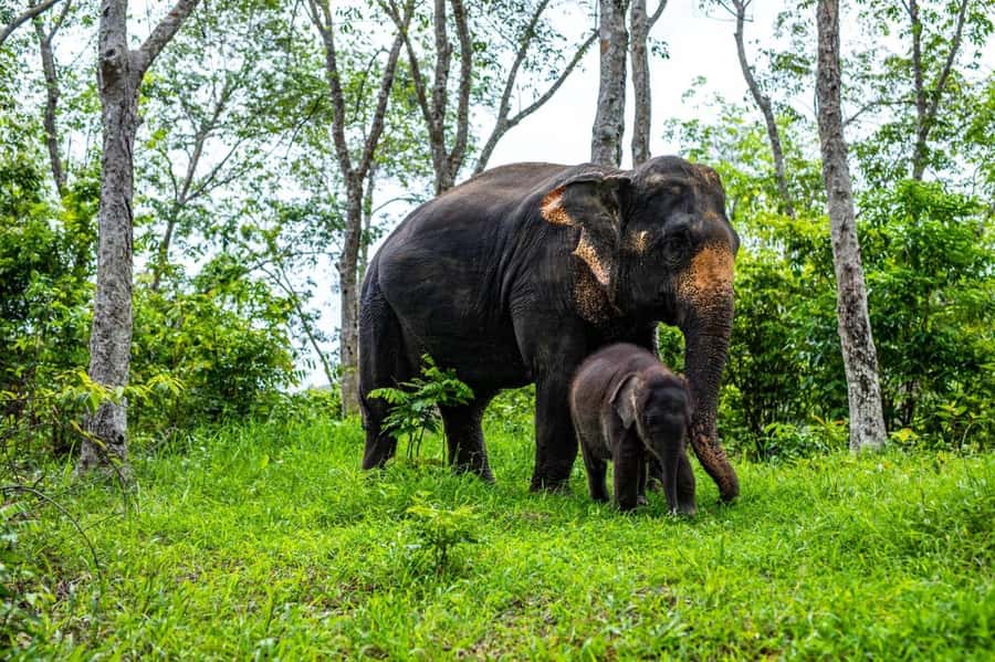 Phuket: Half-Day Elephant Explorer at Phuket Elephant Care - Key highlights to know before you go