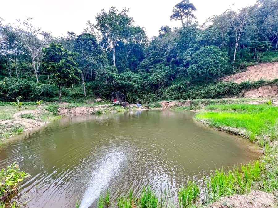 Phuket: Half-Day Elephant Explorer at Phuket Elephant Care - How this half-day elephant experience is set up