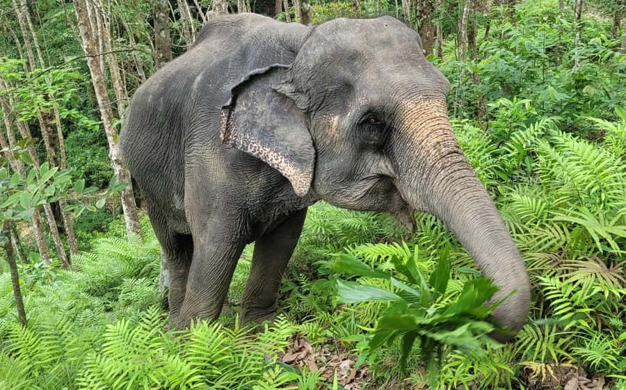 Phuket: Half-Day Elephant Explorer at Phuket Elephant Care - Rice the local way, then making healthy elephant meals