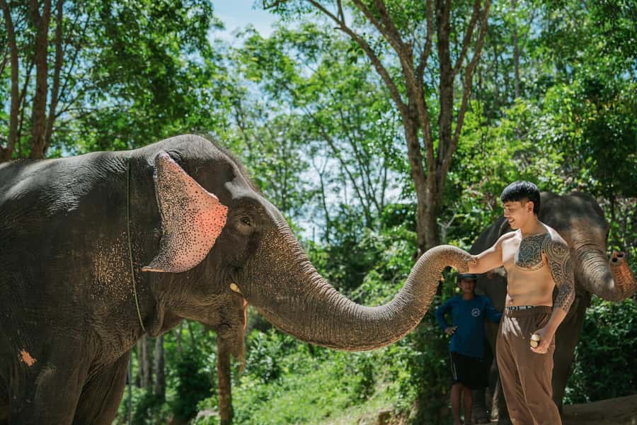 Phuket: Half-Day Elephant Explorer at Phuket Elephant Care - The elephant spa: mud bath, scrub, and healing-focused mud