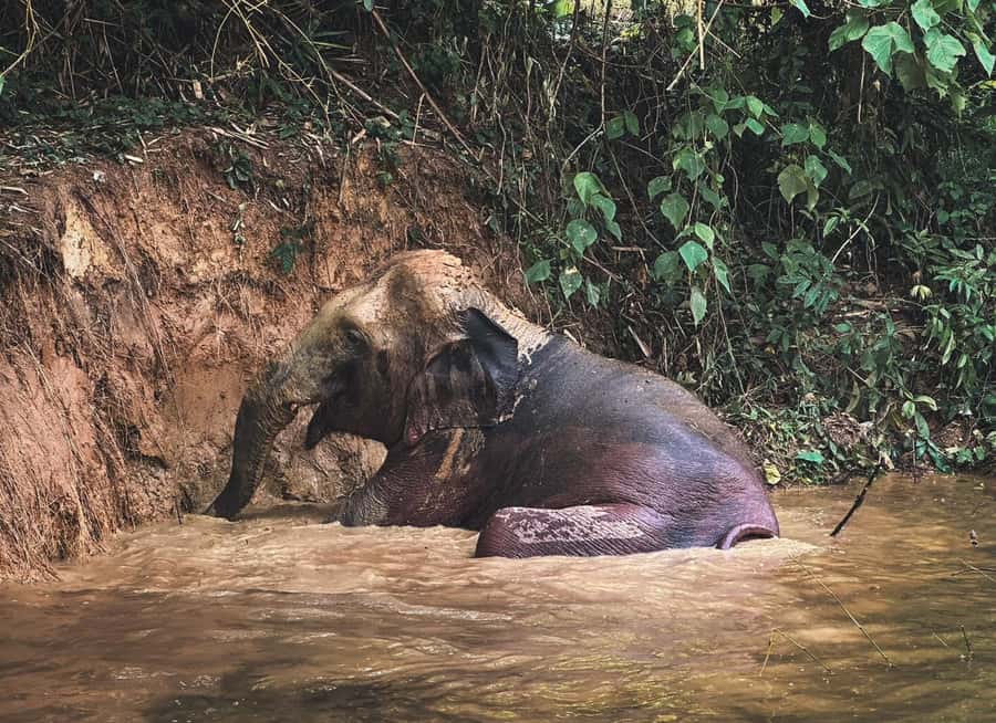 Phuket: Half-Day Elephant Explorer at Phuket Elephant Care - Lunch, drinks, and the day’s pace