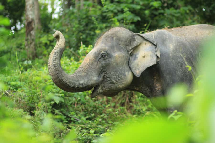 Phuket: Half-Day Elephant Explorer at Phuket Elephant Care - Souvenirs: your magnetic elephant and keychain