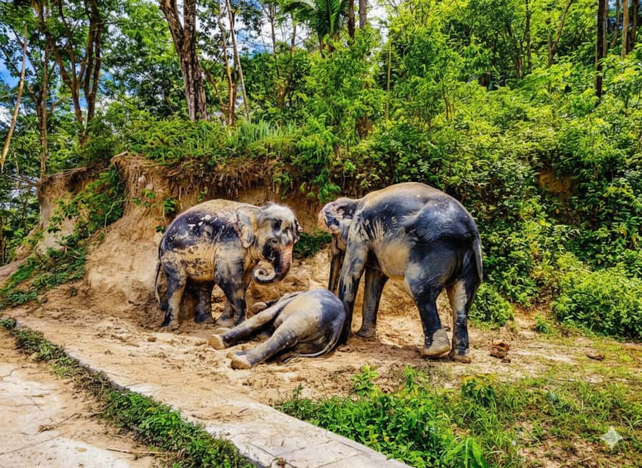 Phuket: Half-Day Ethical Elephant with Meal and Transfer - Getting There: Van Rides, Pickup Areas, and Drop-Off Convenience
