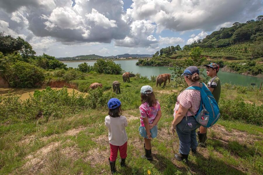 Phuket: Half-Day Ethical Elephant with Meal and Transfer - Walking Beside Elephants: Foraging, Playing, and Time for Photos