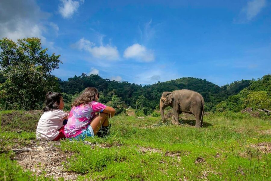 Phuket: Half-Day Ethical Elephant with Meal and Transfer - Guides, Small Group Dynamics, and Language Support