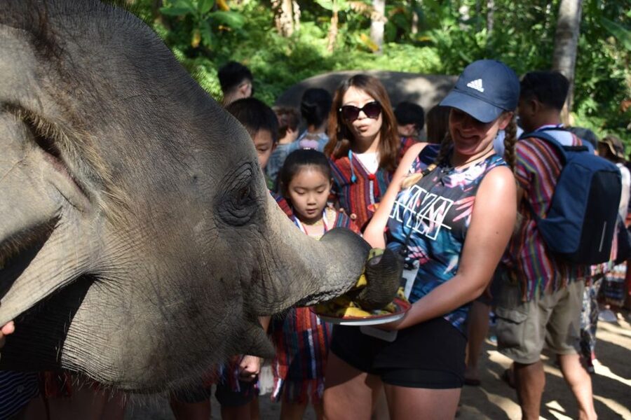 Phuket: Half Day or 2-Hour Ethical Elephant Care Sanctuary - Key Highlights I Think You’ll Appreciate
