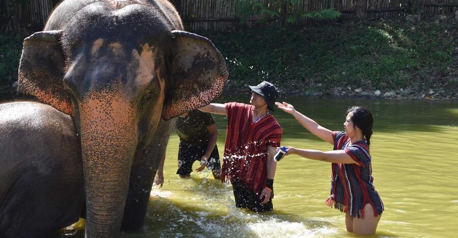 Phuket: Half Day or 2-Hour Ethical Elephant Care Sanctuary - Your First Stop Inside the Sanctuary: Food Prep and Safety Briefing