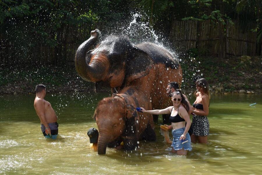 Phuket: Half Day or 2-Hour Ethical Elephant Care Sanctuary - Choose Option A or Option B: The Best Match for Your Time