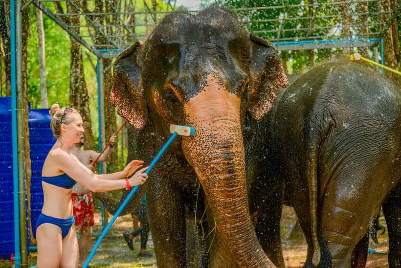 Phuket: Happy Hour Feed and Rain Shower with Elephant - What’s Included in the $37 Price (and the Value Math)