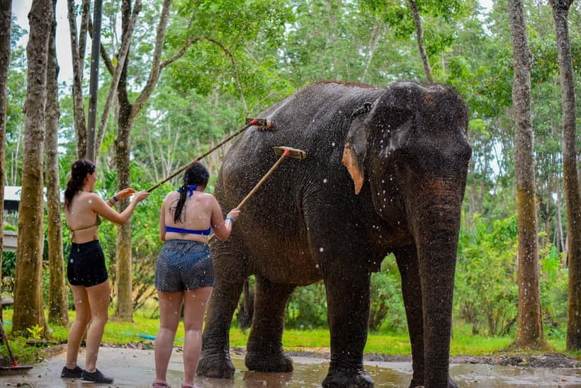 Phuket: Happy Hour Feed and Rain Shower with Elephant - What This Phuket Elephant Happy Hour Really Is