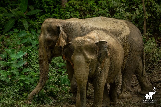 Phuket: Hidden Forest Elephant Reserve Guided Tour with Lunch - Key things I’d mark on your Phuket checklist