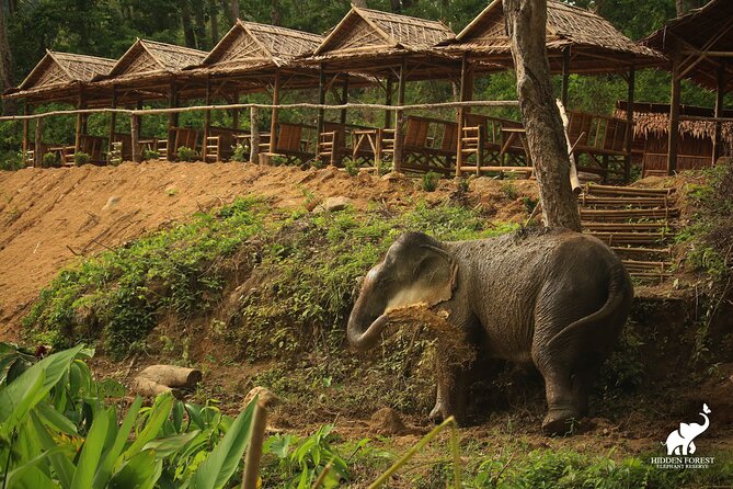 Phuket: Hidden Forest Elephant Reserve Guided Tour with Lunch - Lunch at the End: Vegetarian Thai Buffet With Elephant Views