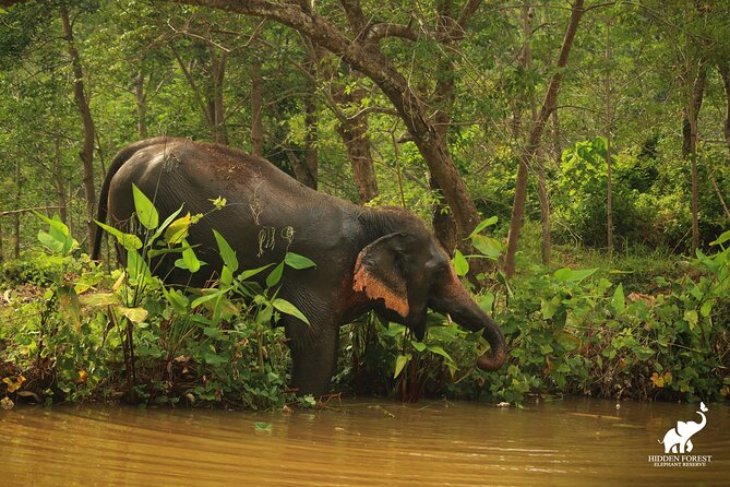 Phuket: Hidden Forest Elephant Reserve Guided Tour with Lunch - Price and Value: Is $99 Fair for This Elephant Sanctuary Experience?