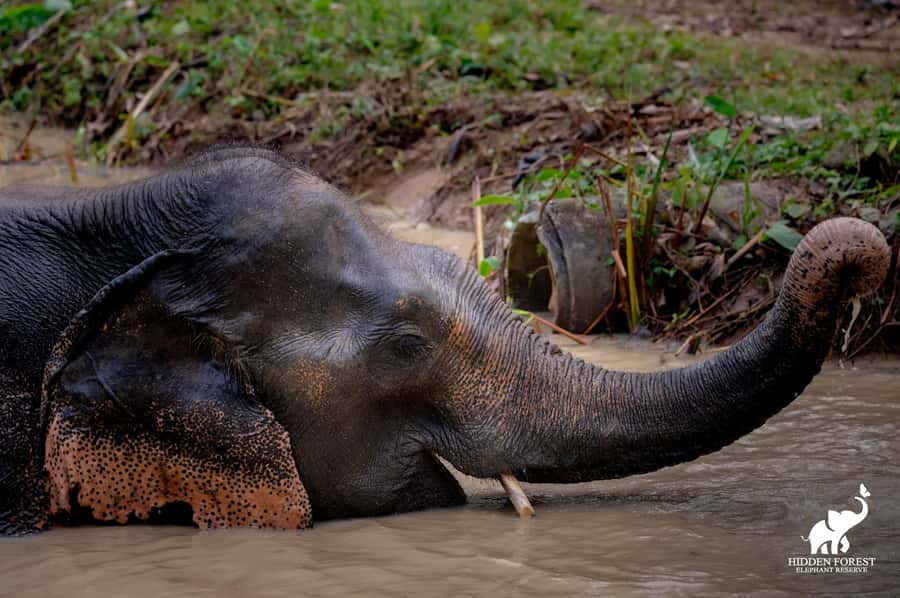 Phuket: Hidden Forest Elephant Reserve with Meal & Transfer - Key highlights you’ll actually care about