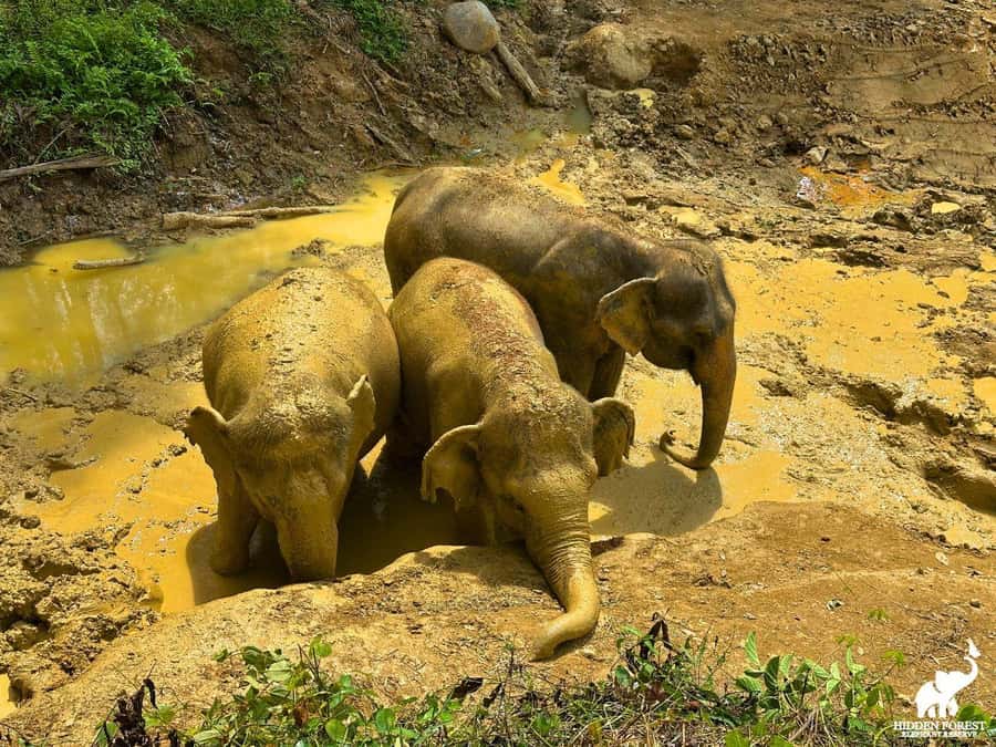 Phuket: Hidden Forest Elephant Reserve with Meal & Transfer - Value check: is $99 a fair price for Phuket?