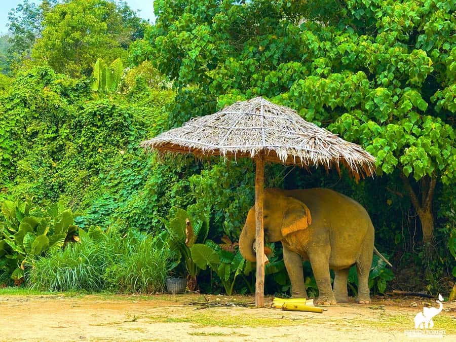Phuket: Hidden Forest Elephant Reserve with Meal & Transfer - Entering Hidden Forest: what “ethical sanctuary” looks like in Phuket hills
