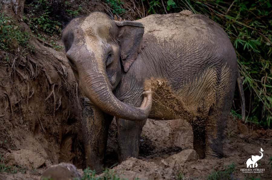 Phuket: Hidden Forest Elephant Reserve with Meal & Transfer - The education moment: intro video and what you’ll learn before meeting elephants