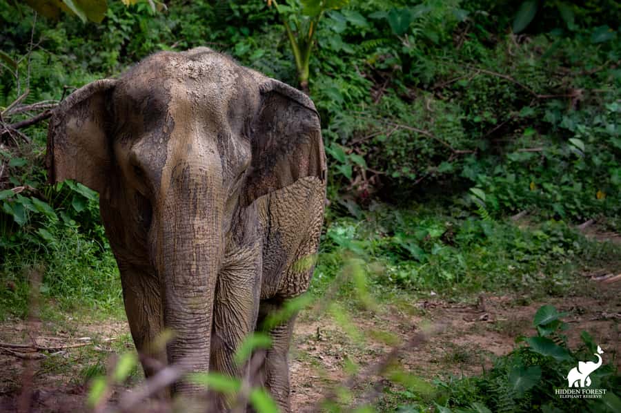 Phuket: Hidden Forest Elephant Reserve with Meal & Transfer - Bamboo observation huts: how the forest walk works when there’s no fixed route