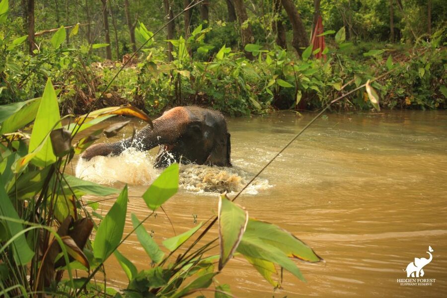 Phuket: Hidden Forest Elephant Reserve with Meal & Transfer - Pond and muddy wallows: where the experience turns special