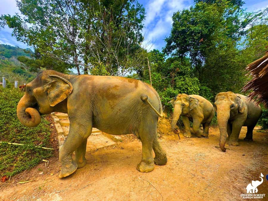 Phuket: Hidden Forest Elephant Reserve with Meal & Transfer - Lunch with elephants: vegetarian meal served as pond-time viewing