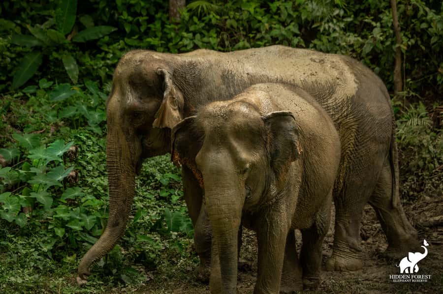 Phuket: Hidden Forest Elephant Reserve with Meal & Transfer - What the rules mean for your photo and your conscience