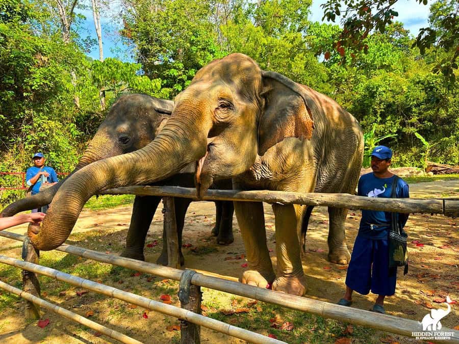 Phuket: Hidden Forest Elephant Reserve with Meal & Transfer - Phuket pickup and timing: planning the half-day without stress