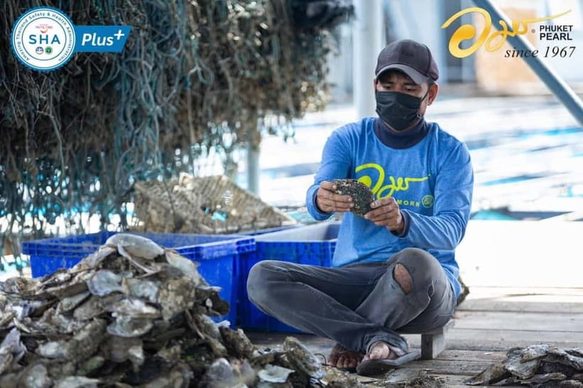 Phuket: Highlights Tour with Pearl Farm & Elephant Village - Key Highlights You’ll Care About