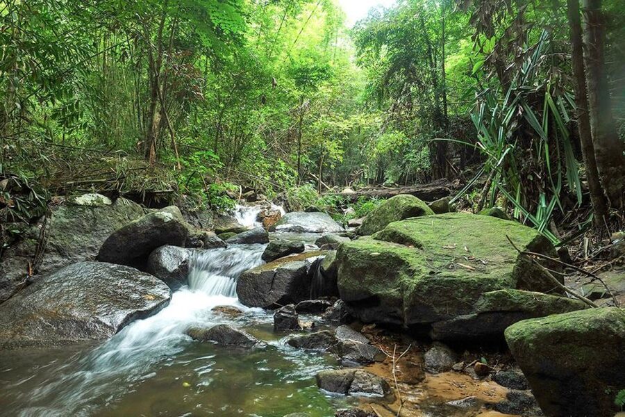 Phuket: Jungle Trekking Experience at Khao Phra Taew - Wildlife Spotting: Yes, You Can Get Lucky
