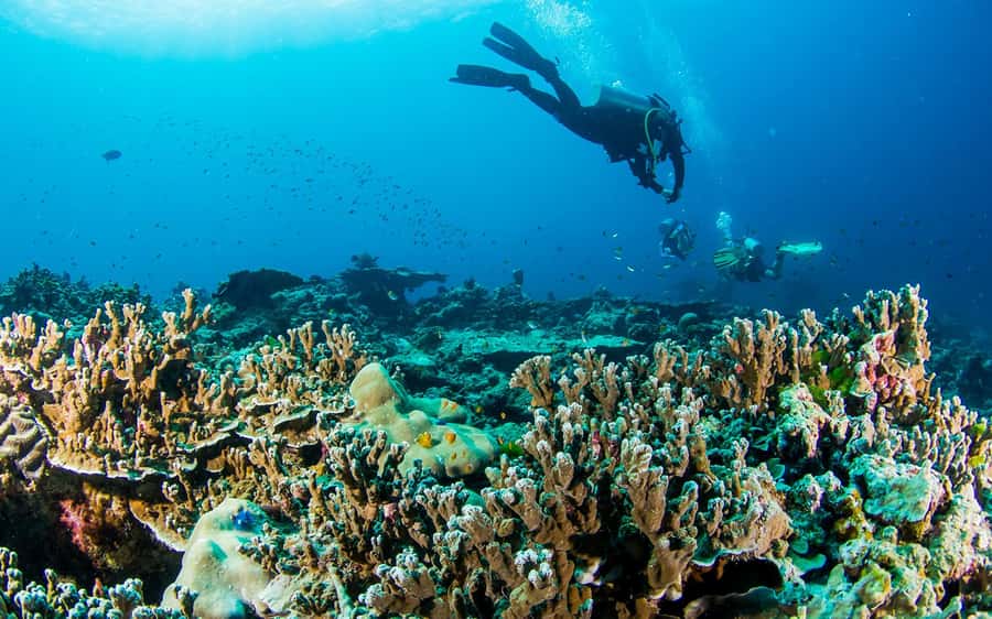 Phuket/Khao Lak: Similan Island Adventure Tour - The big reason to go: Sail Rock’s 360 views from Island 8