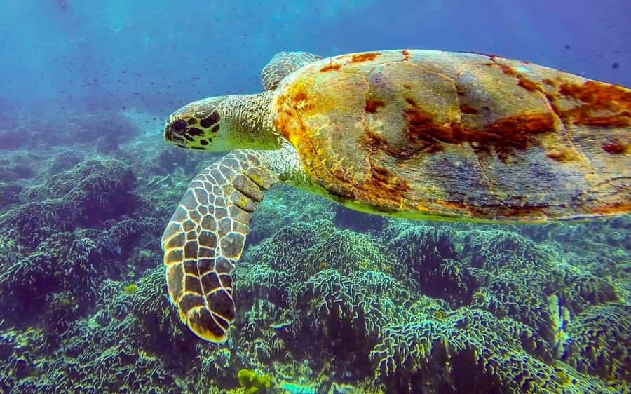 Phuket/Khao Lak: Similan Island Adventure Tour - Practical tips that make the boat-and-beach day easier