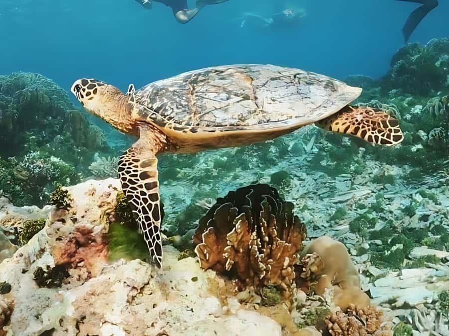 Phuket/Khao Lak: Similan Islands by Speedboat - Honeymoon Reef snorkeling: coral and the fish you came for